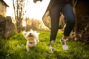 Embracing eco-friendly pet aftercare