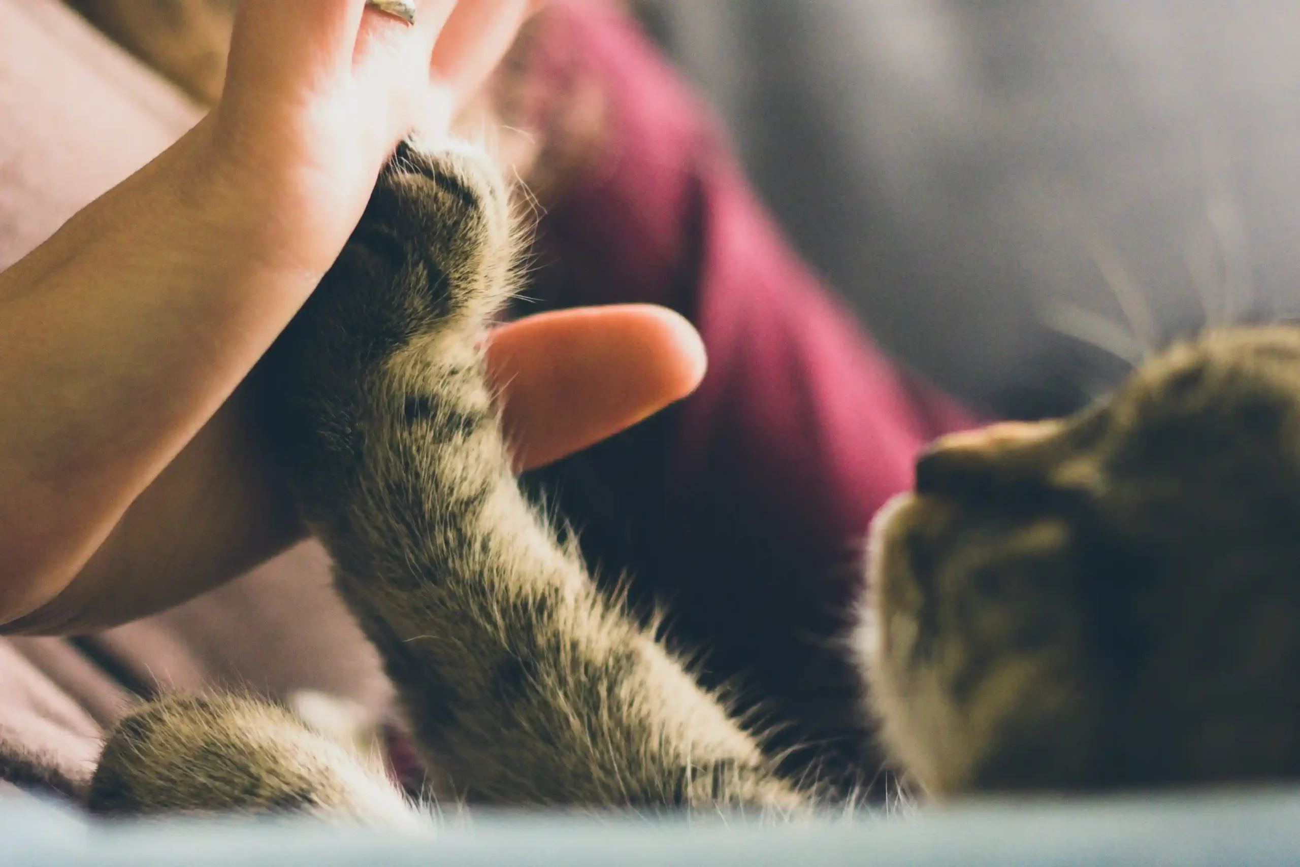 Tech Solutions for Pet Hospice Care Embracing Eco-Friendly Aftercare Practices
