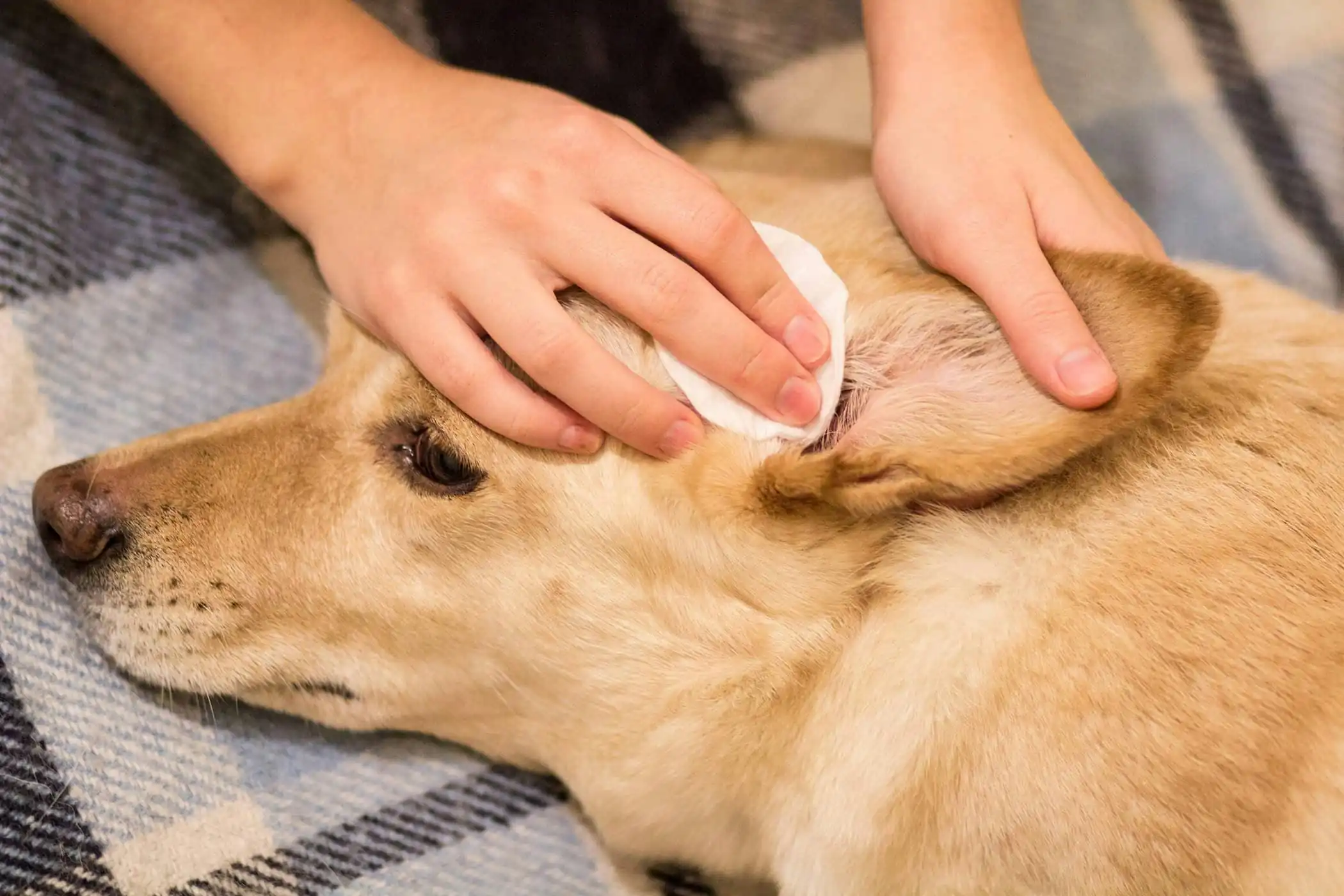 Enterprise Technology and Pet Care How to Prevent Dog Ear Infections