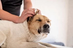 how to prevent dog ear infections